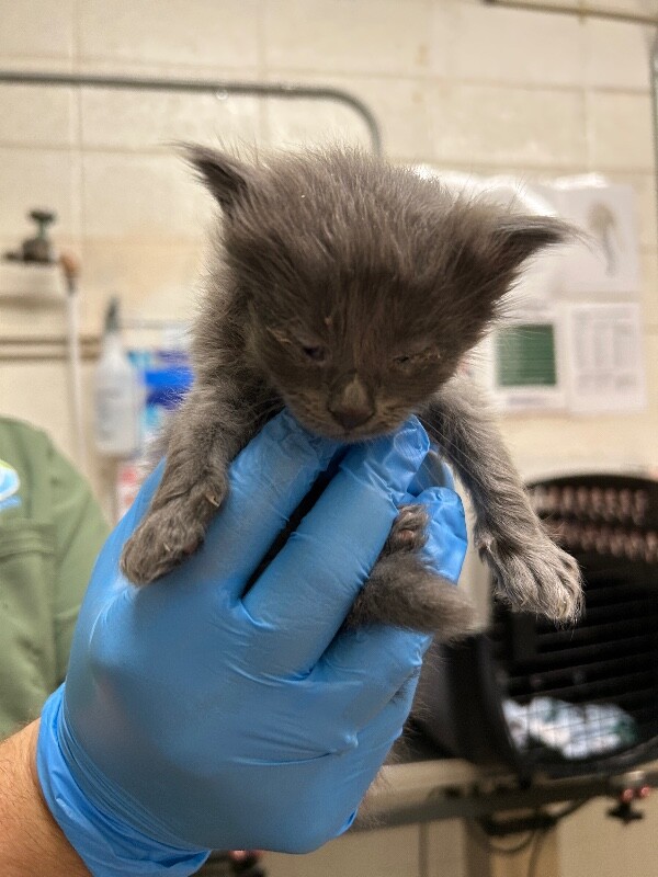 Picture of the Animal Listed