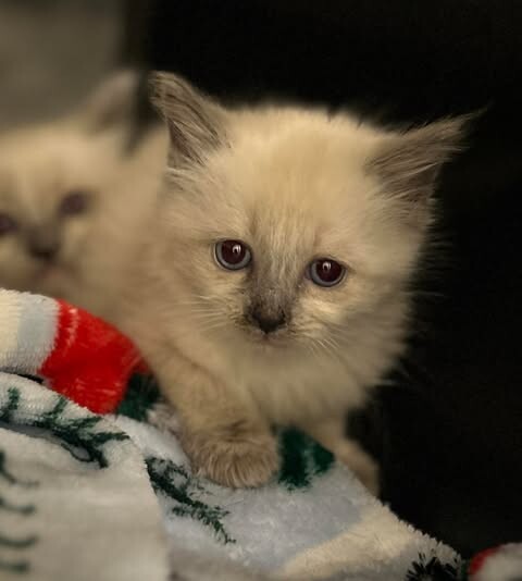 Picture of the Animal Listed