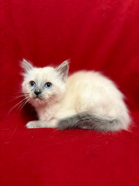 Picture of the Animal Listed