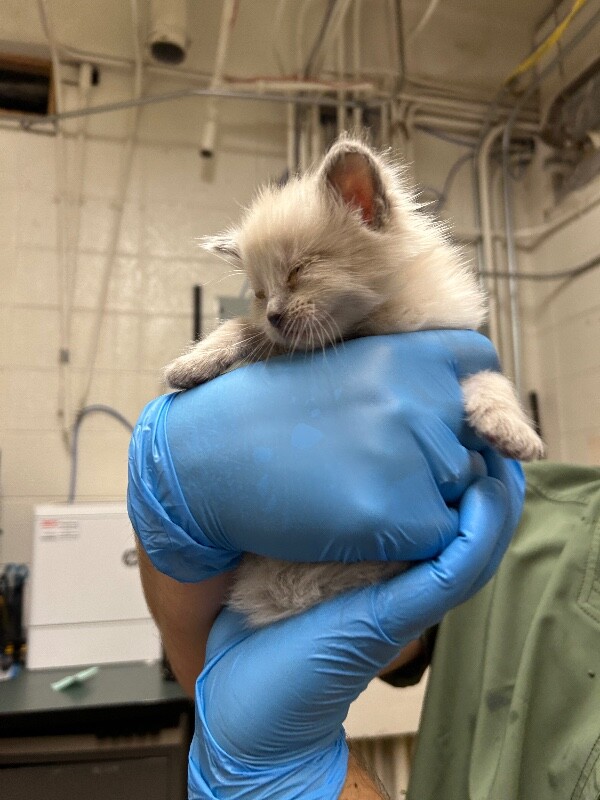 Picture of the Animal Listed