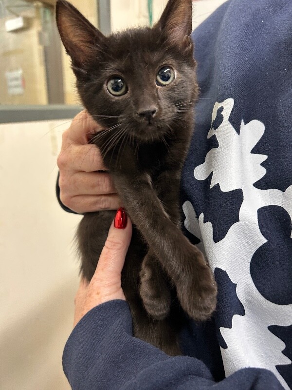 Picture of the Animal Listed