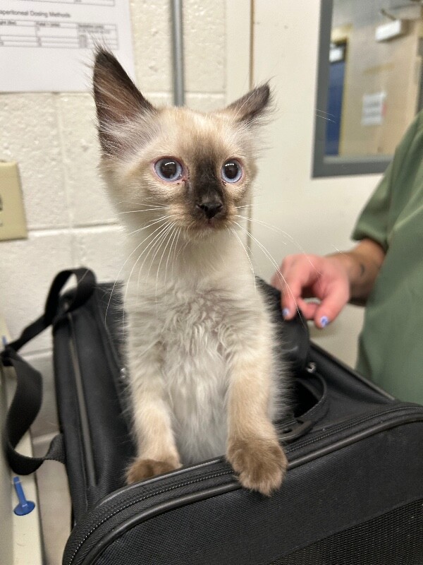 Picture of the Animal Listed