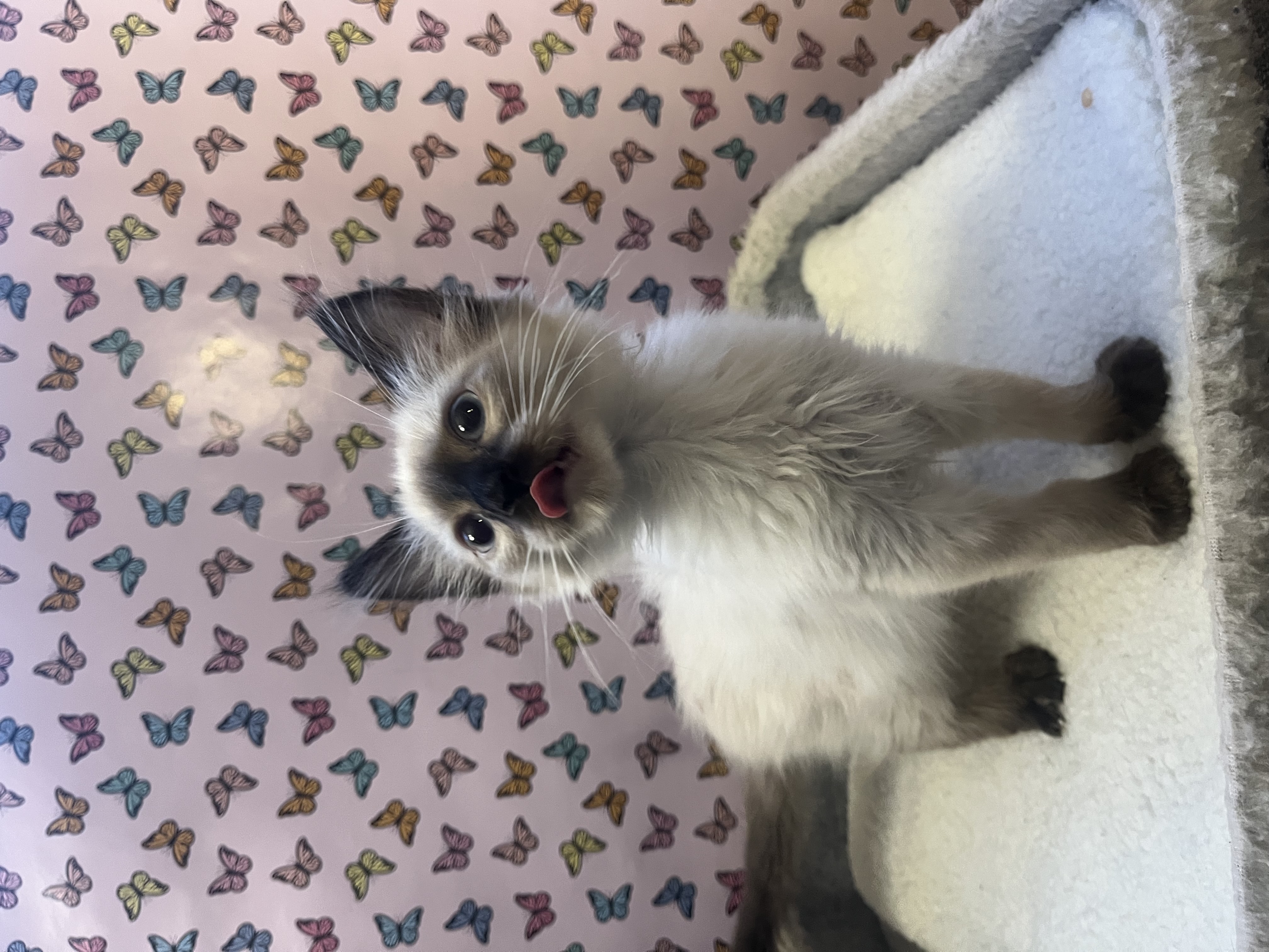 Picture of the Animal Listed