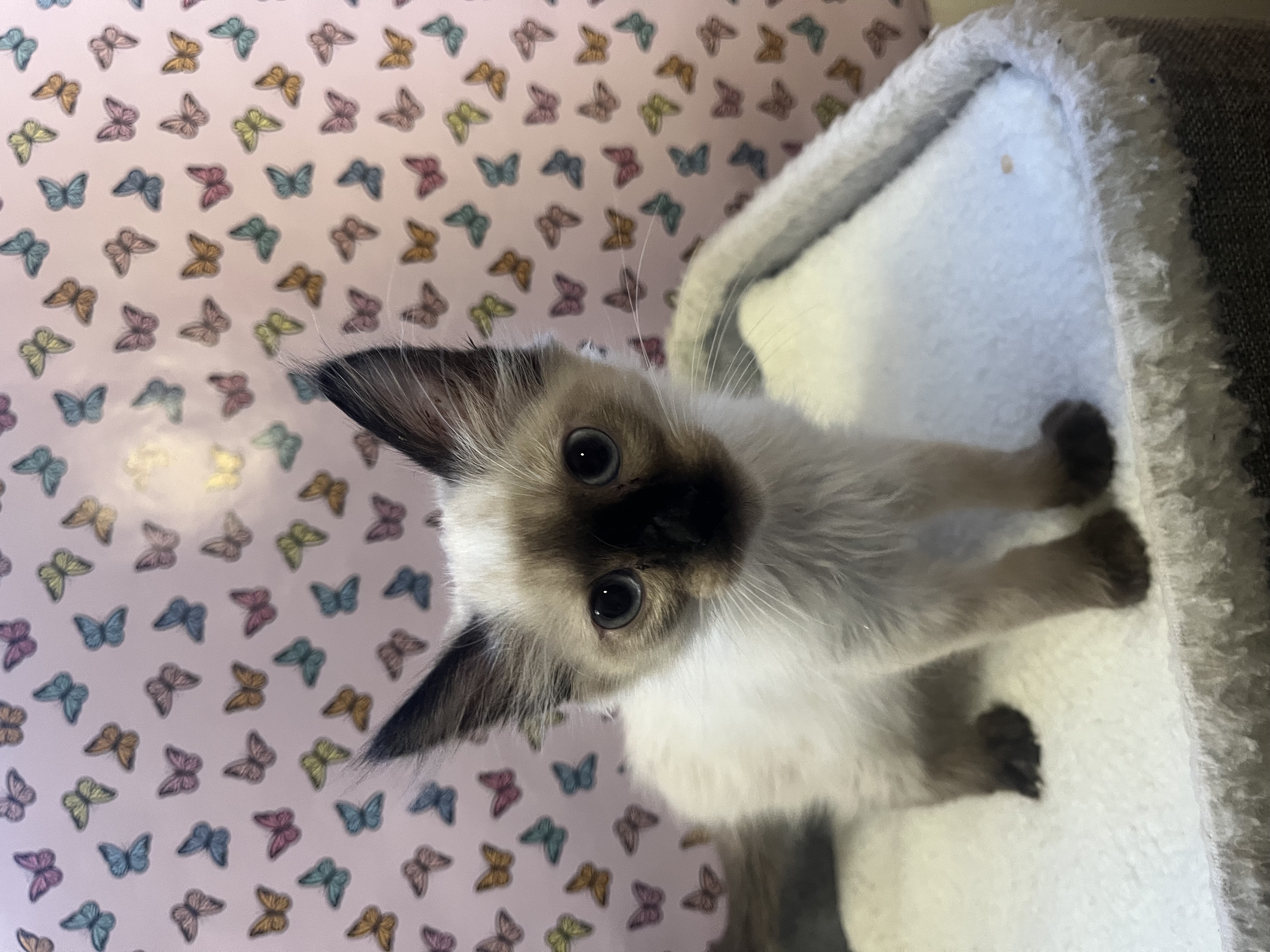 Picture of the Animal Listed