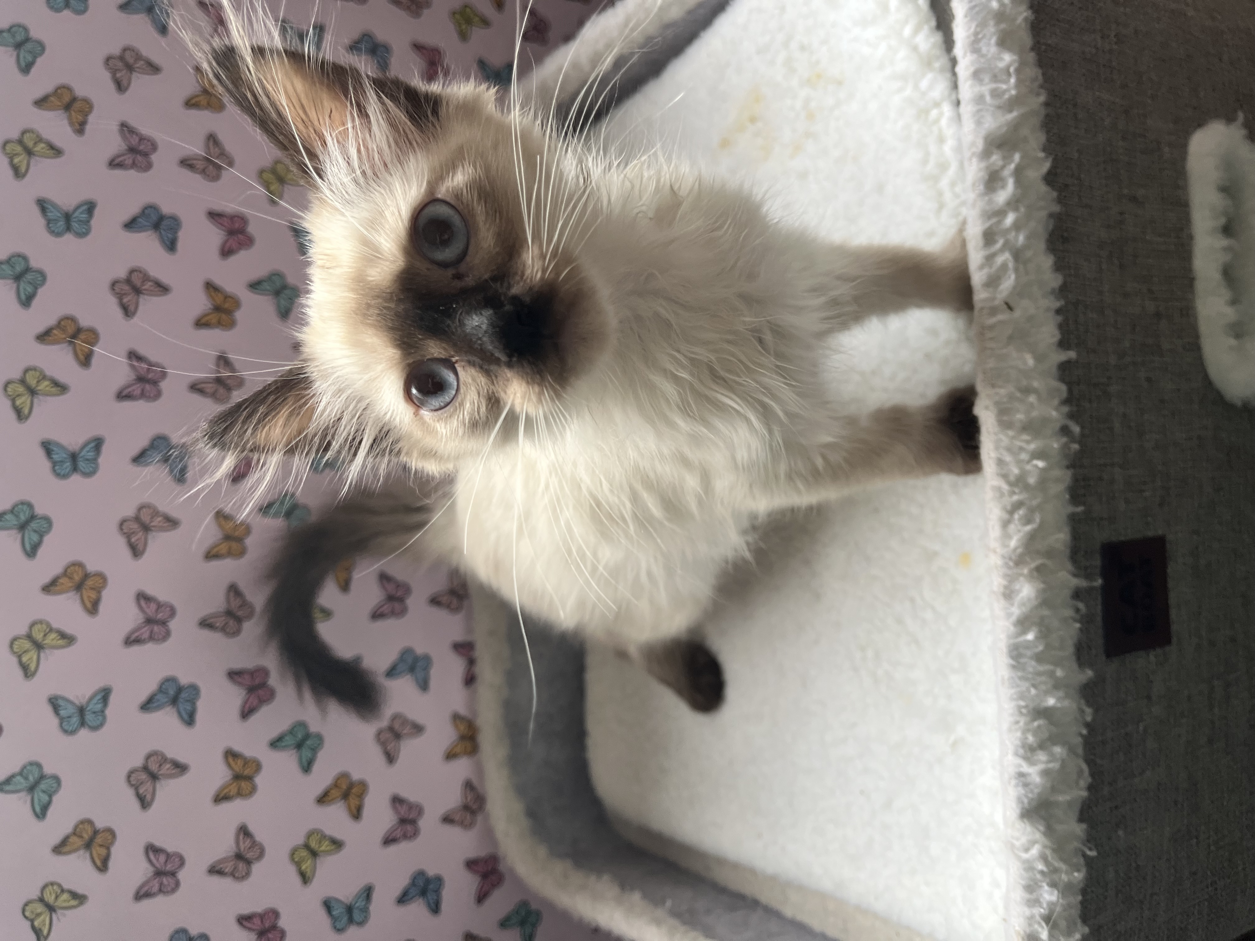 Picture of the Animal Listed