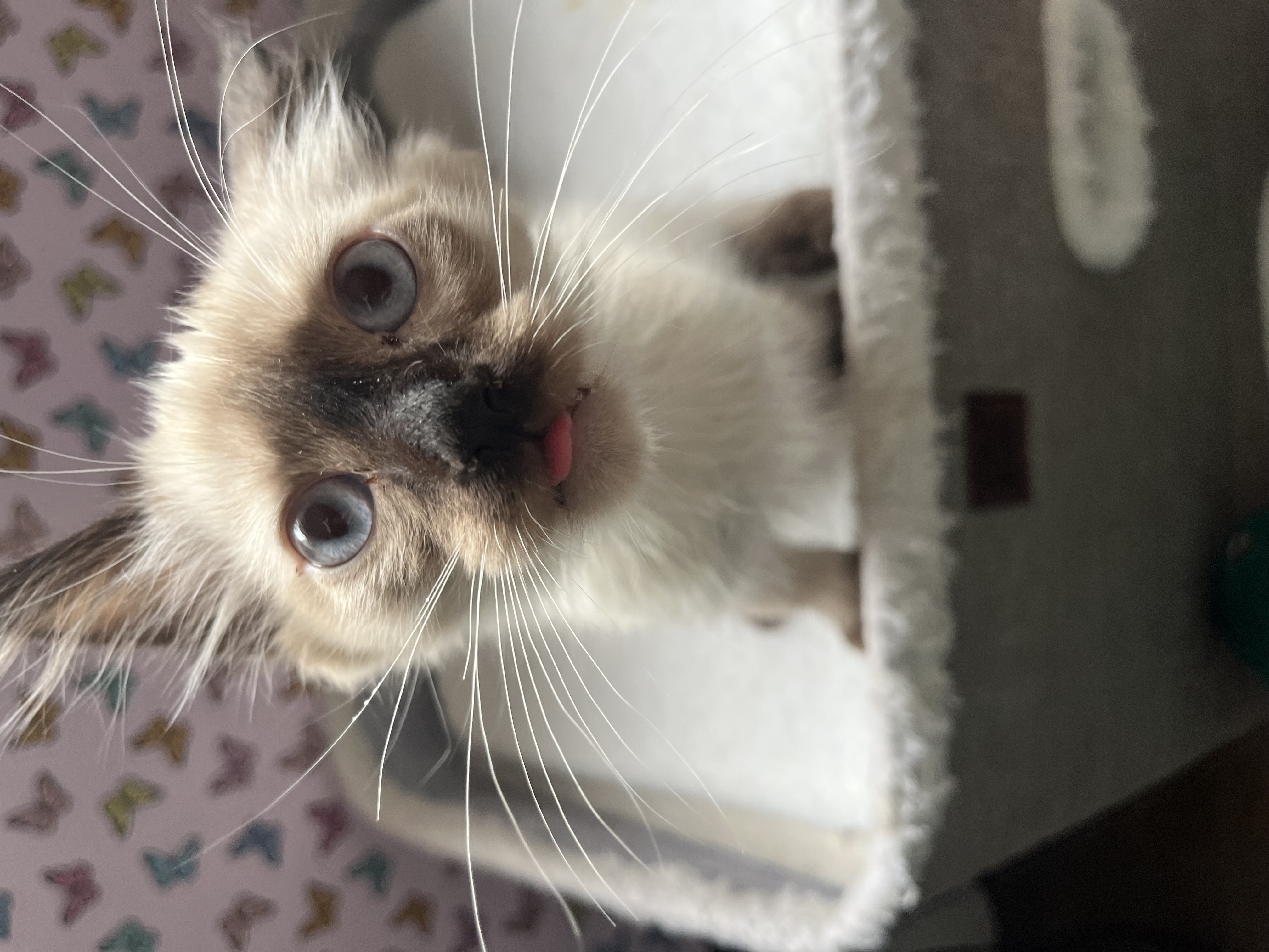 Picture of the Animal Listed