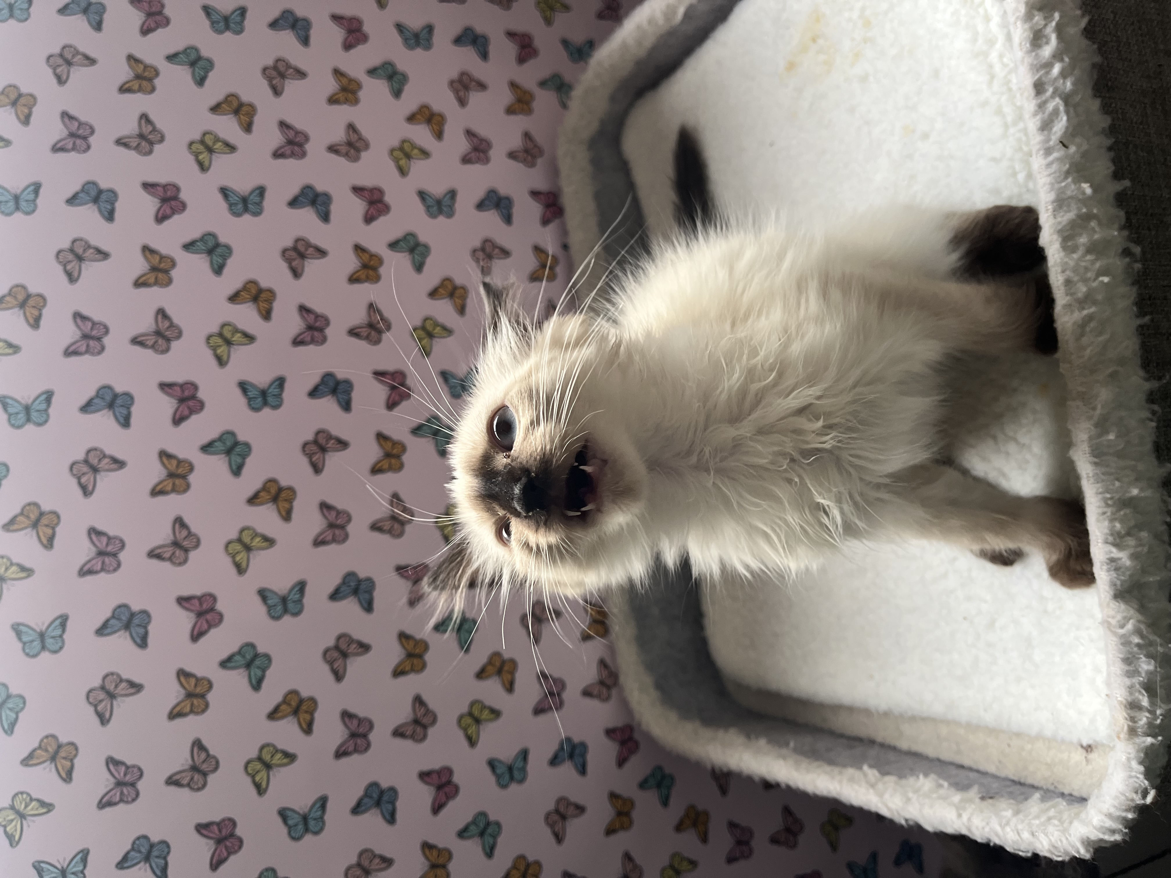 Picture of the Animal Listed