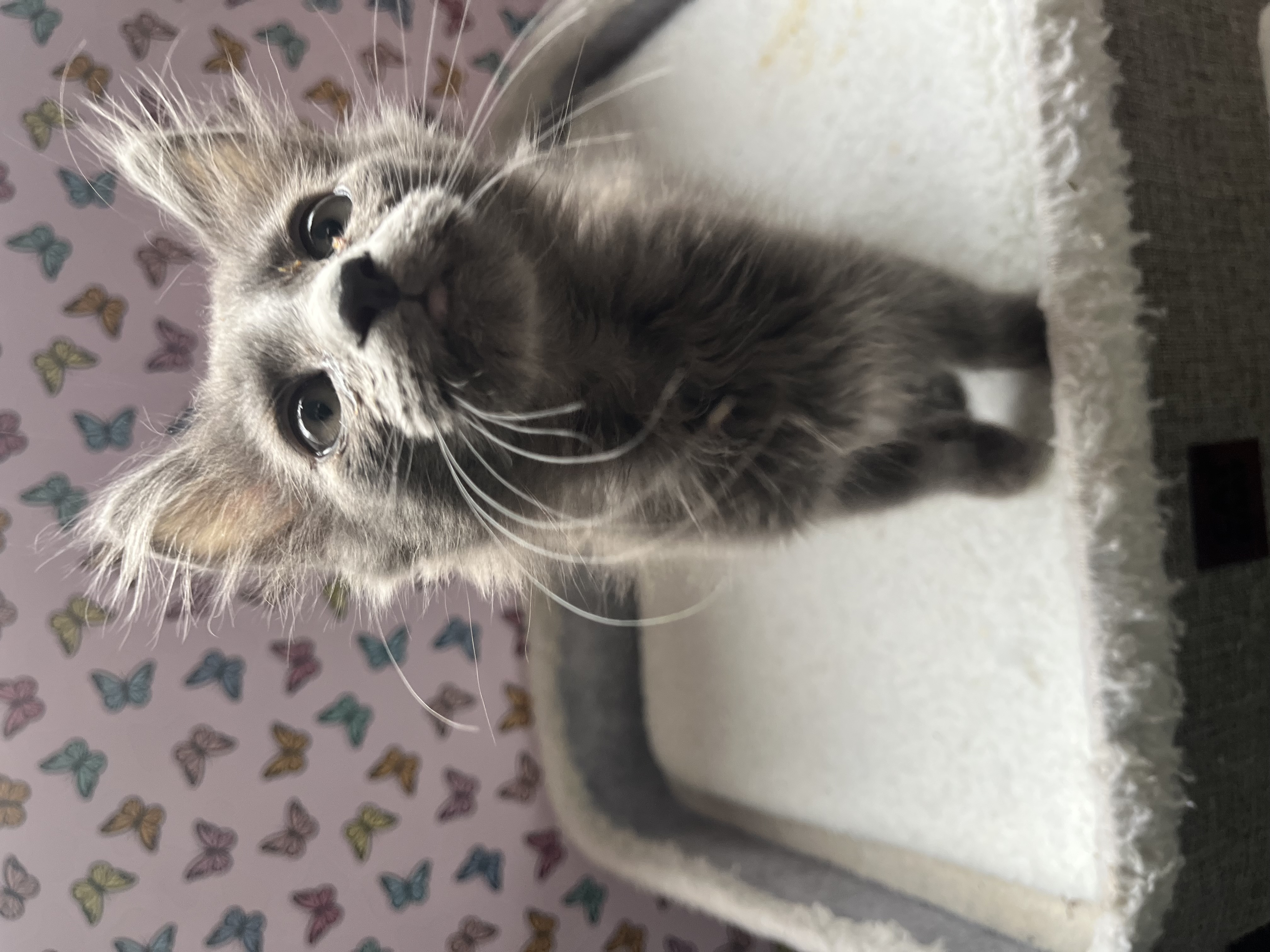 Picture of the Animal Listed