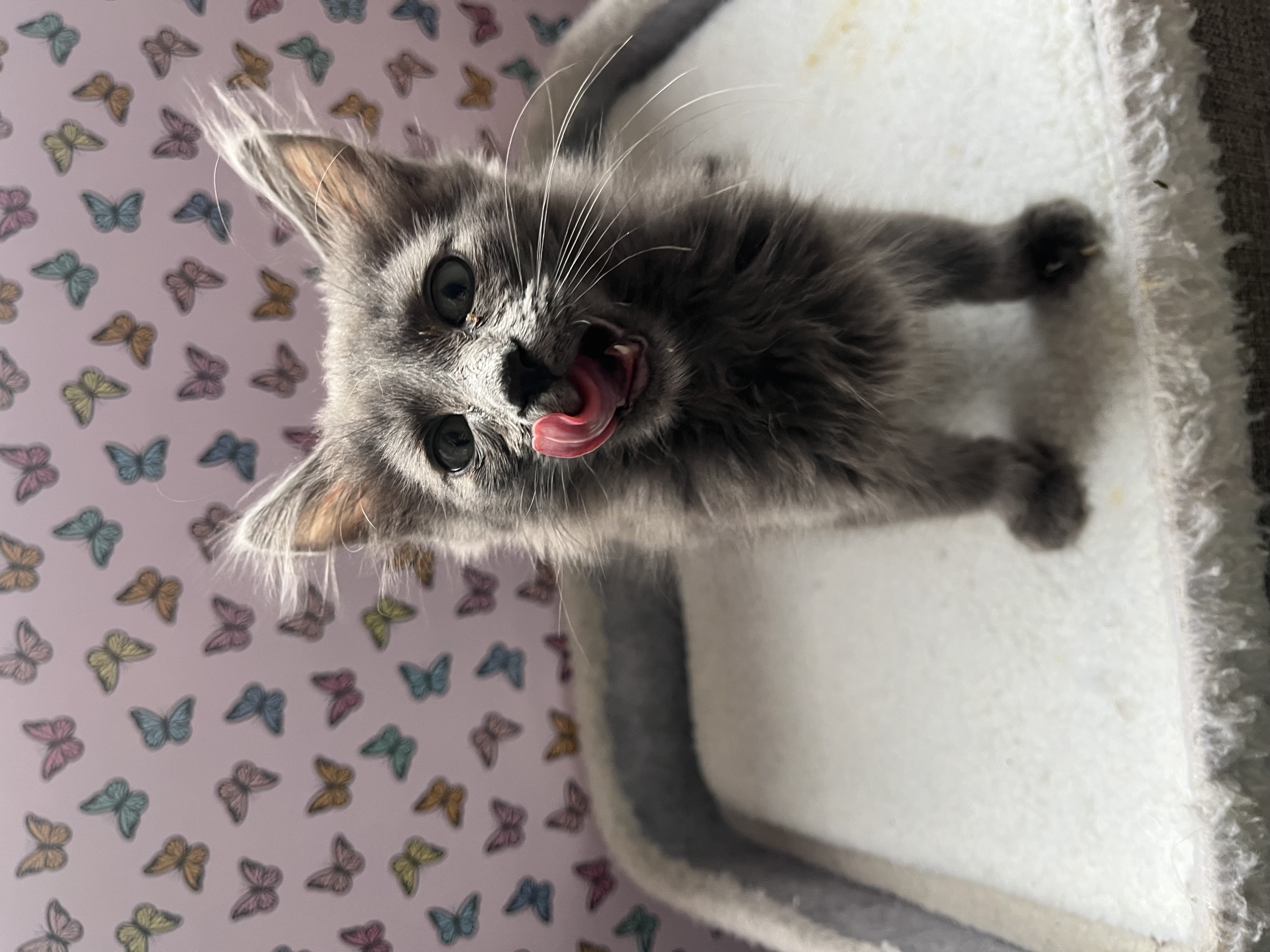 Picture of the Animal Listed