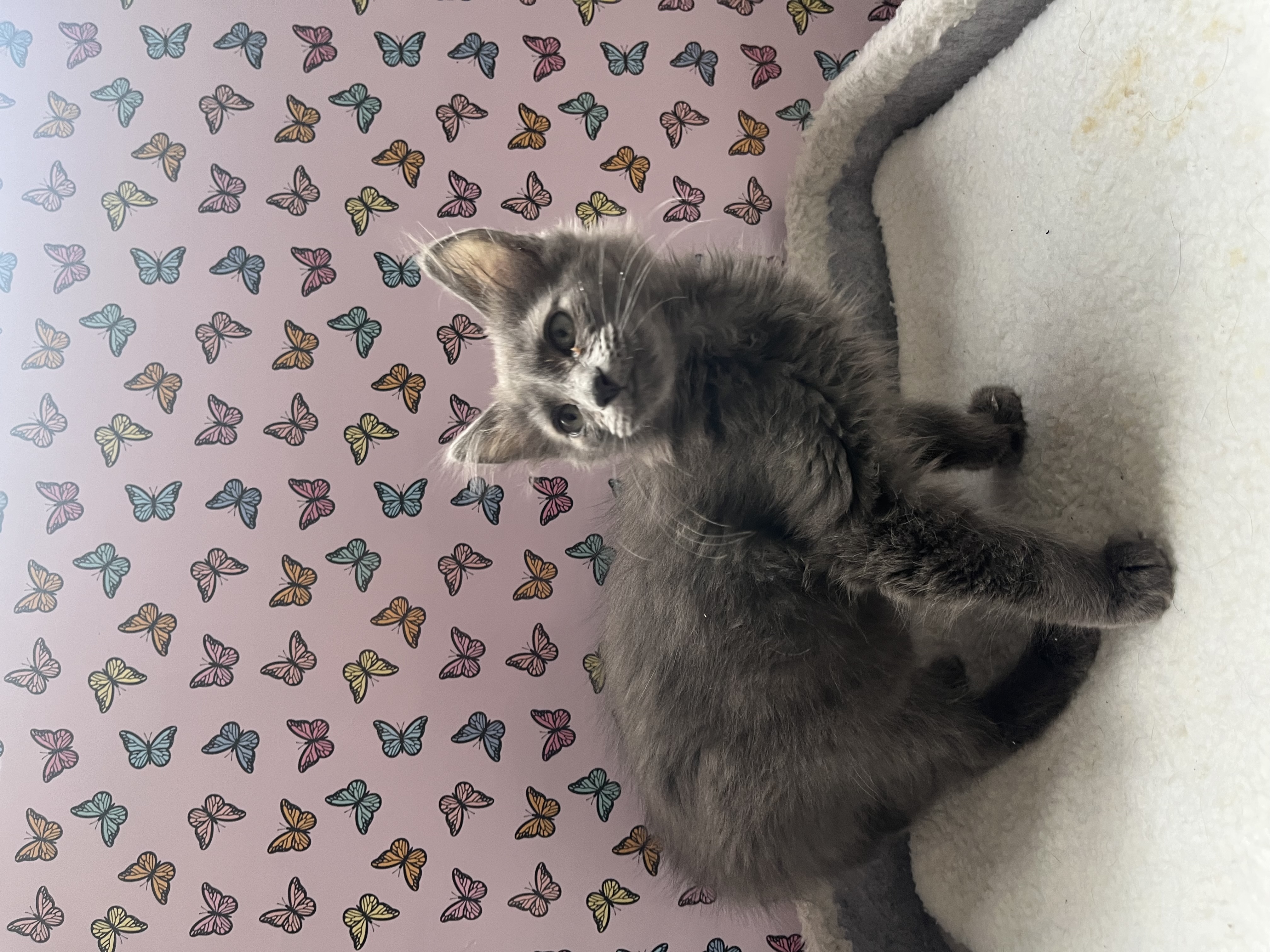 Picture of the Animal Listed