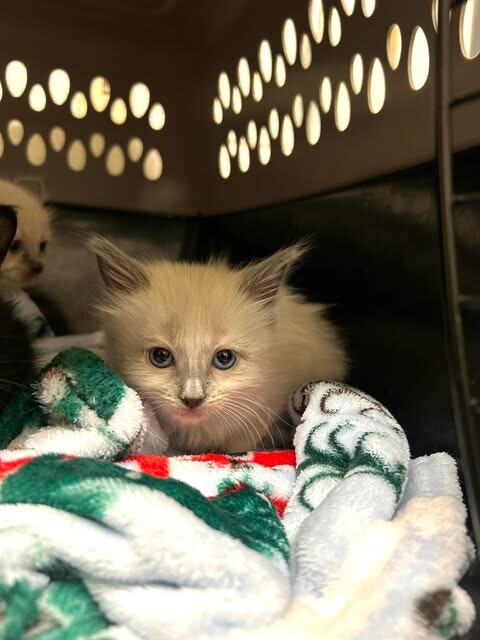 Picture of the Animal Listed