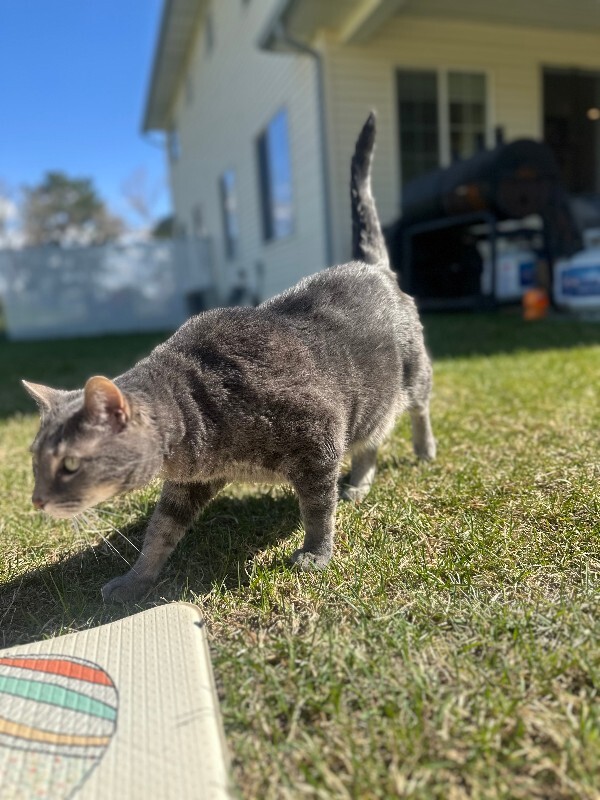 Picture of the Animal Listed