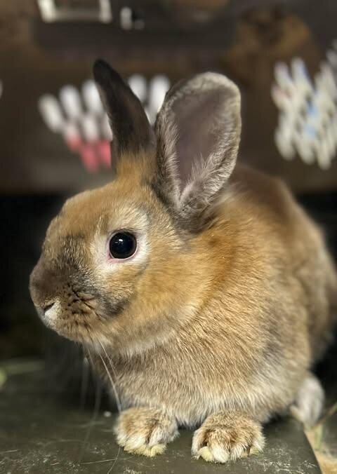 Picture of the Animal Listed