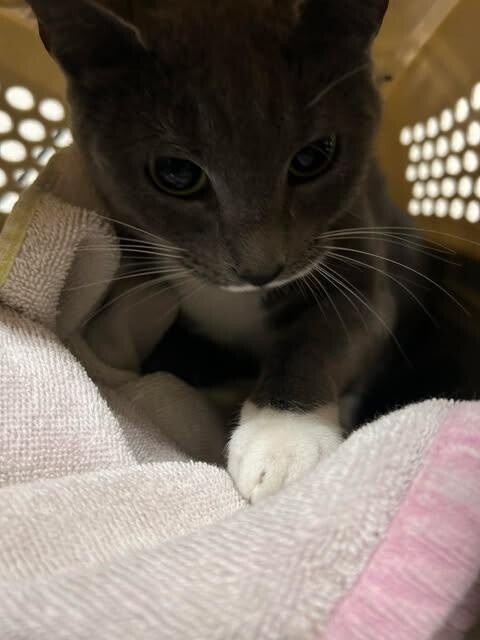 Picture of the Animal Listed