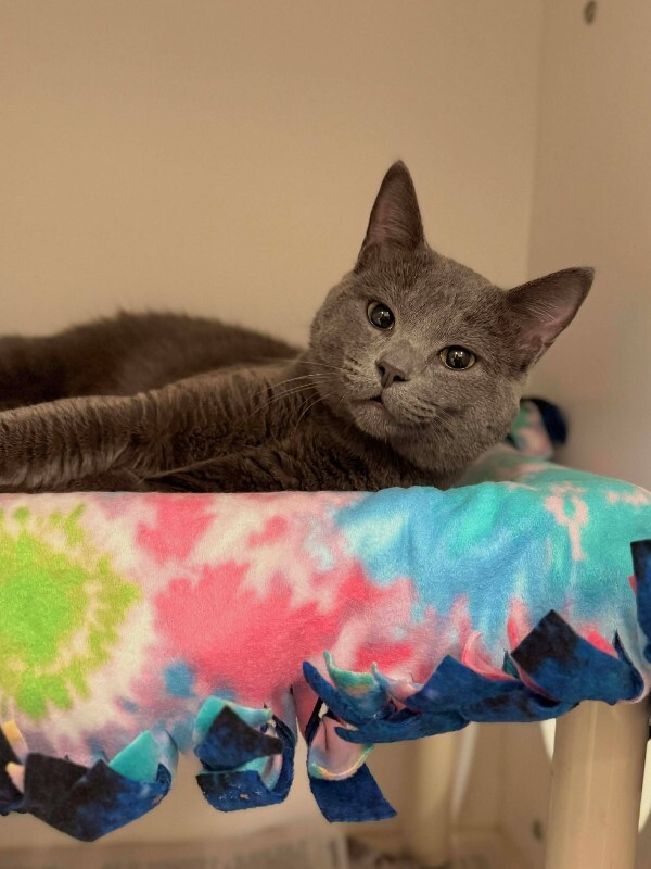 Picture of the Animal Listed