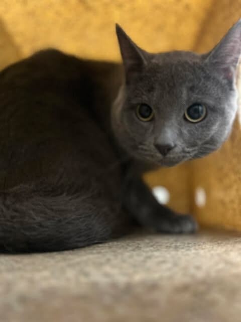 Picture of the Animal Listed