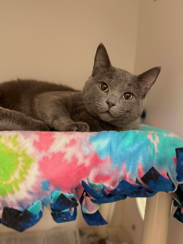 Picture of the Animal Listed