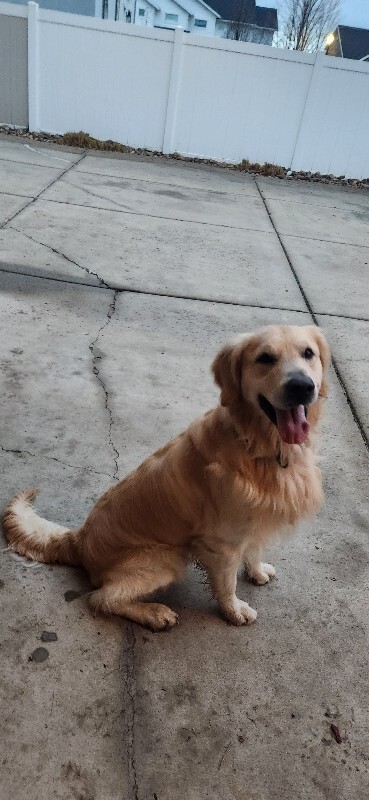 Picture of the Animal Listed