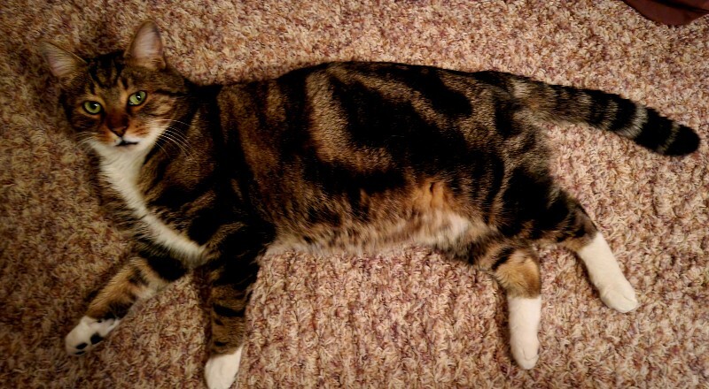 Picture of the Animal Listed