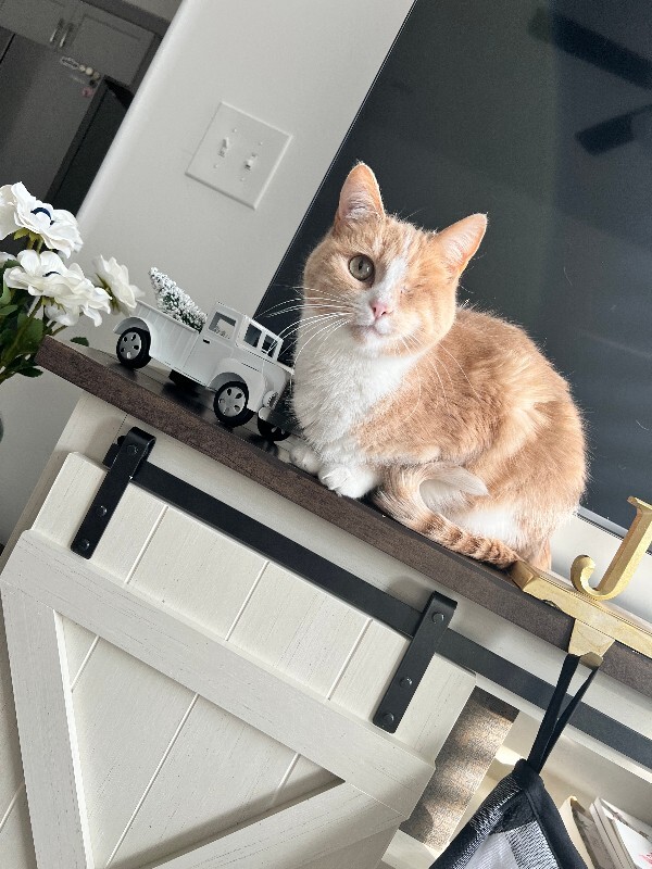 Picture of the Animal Listed