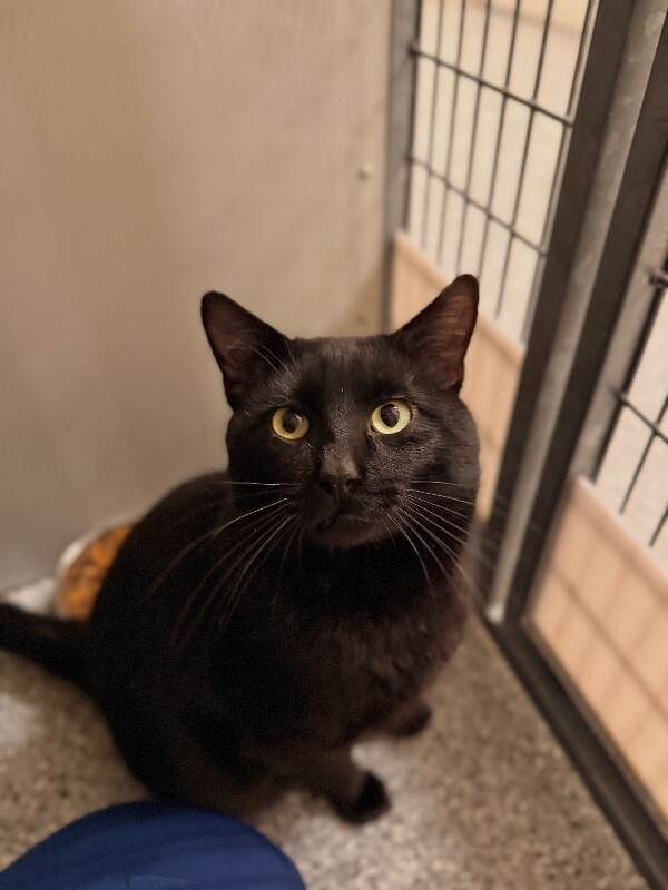 Picture of the Animal Listed