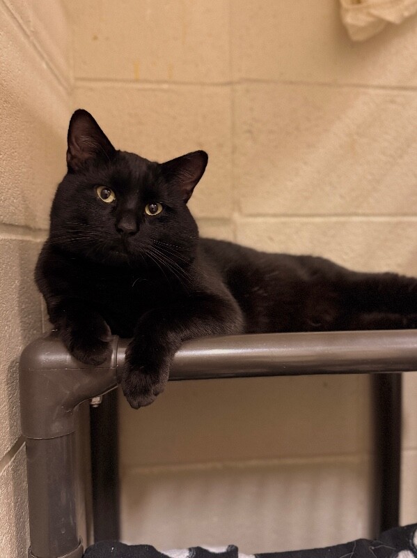 Picture of the Animal Listed