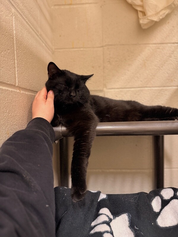 Picture of the Animal Listed