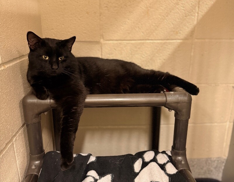 Picture of the Animal Listed