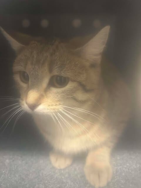 Picture of the Animal Listed