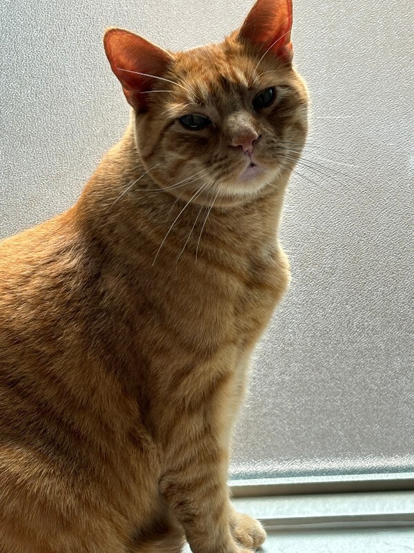 Picture of the Animal Listed