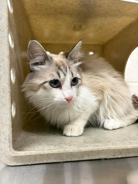 Picture of the Animal Listed