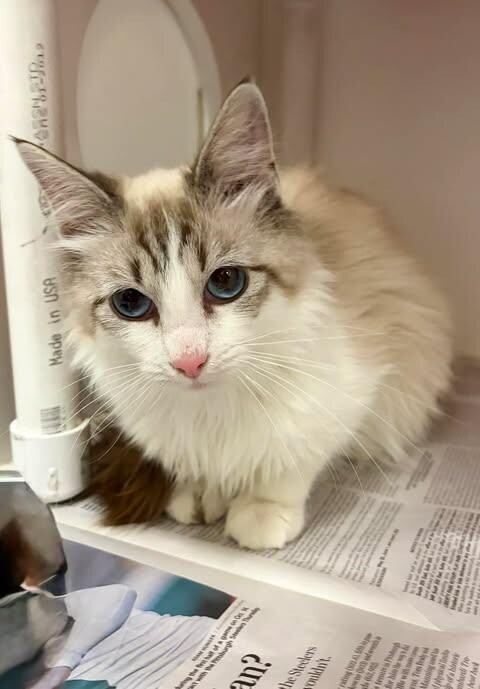 Picture of the Animal Listed