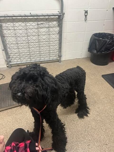 Picture of the Animal Listed