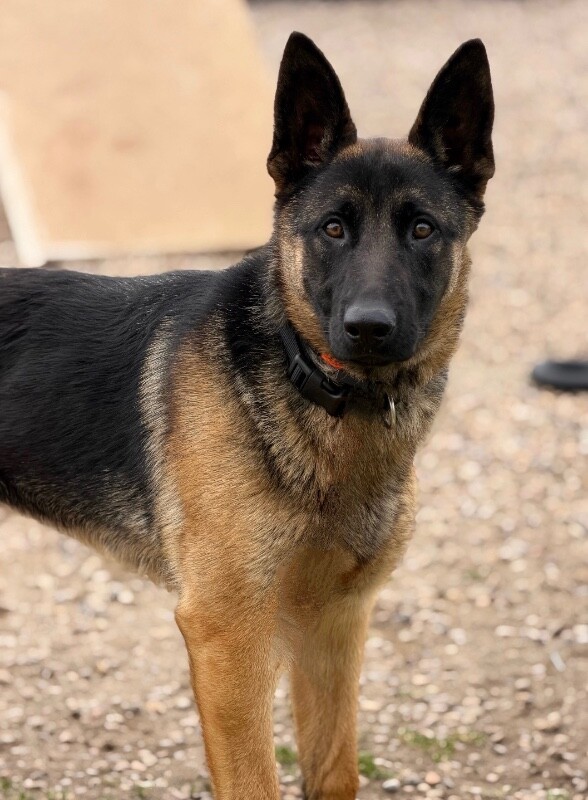 Picture of the Animal Listed