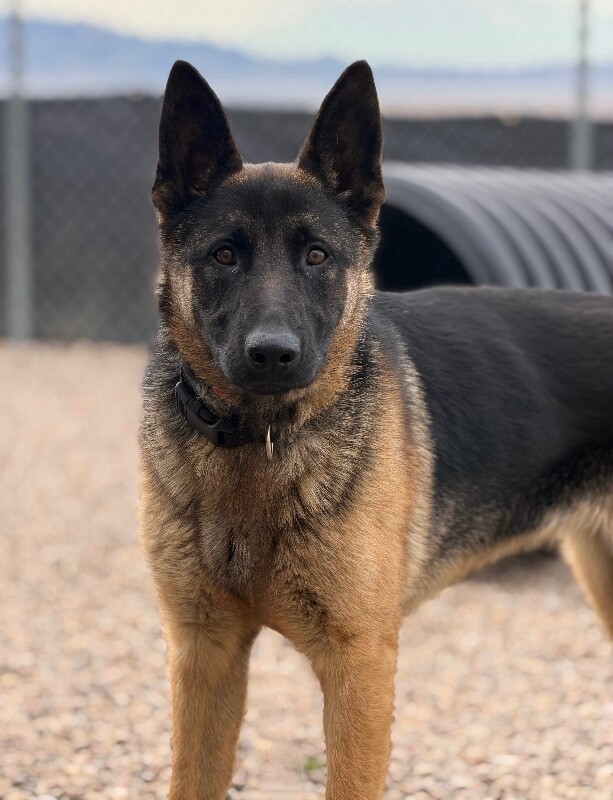 Picture of the Animal Listed