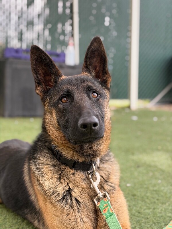 Picture of the Animal Listed