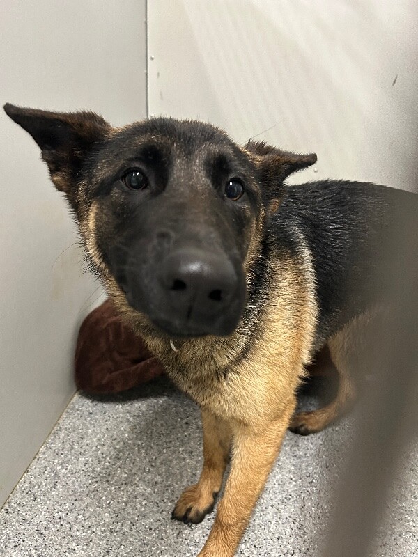 Picture of the Animal Listed