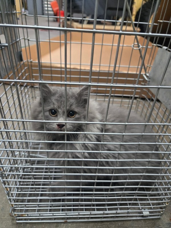 Picture of the Animal Listed