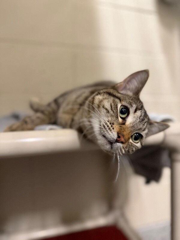 Picture of the Animal Listed