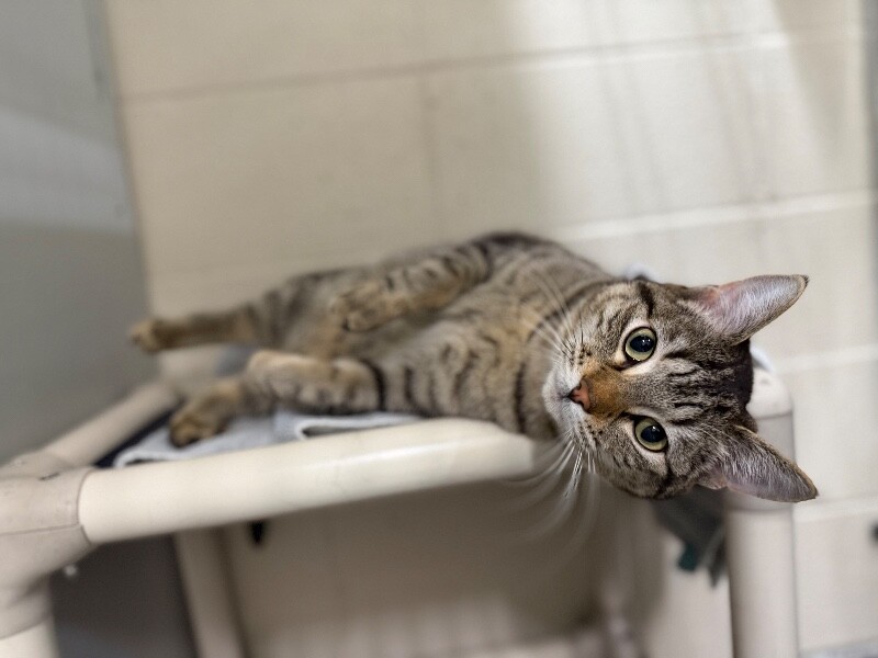 Picture of the Animal Listed