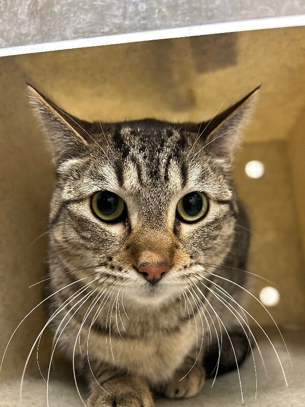 Picture of the Animal Listed