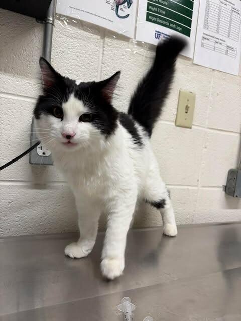 Picture of the Animal Listed