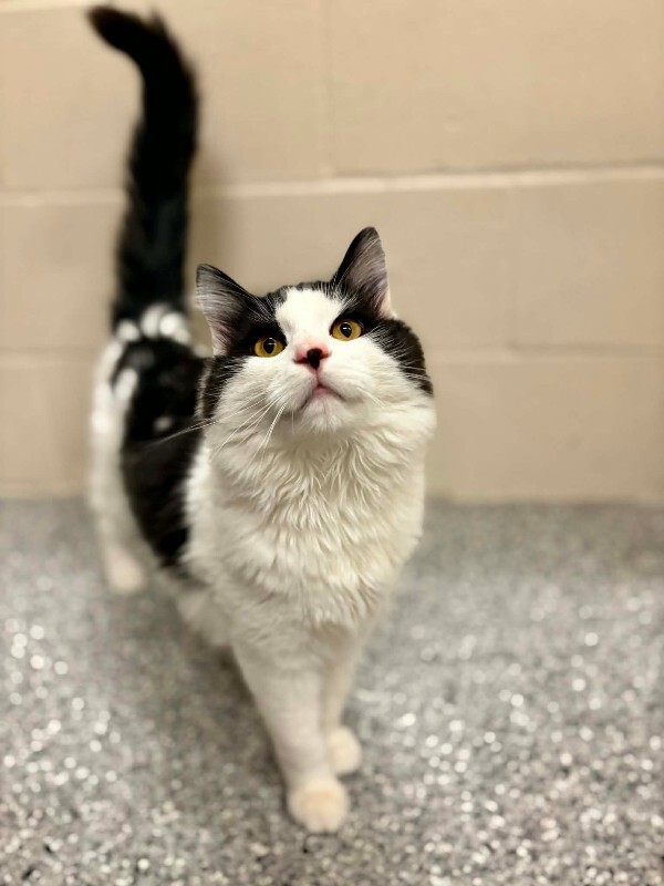 Picture of the Animal Listed