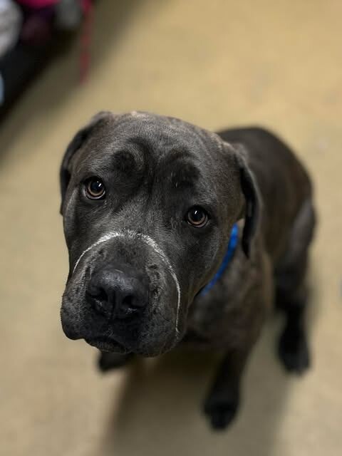 Picture of the Animal Listed