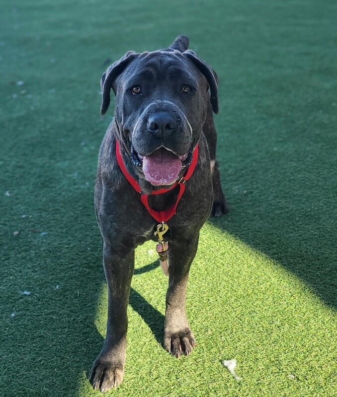 Picture of the Animal Listed