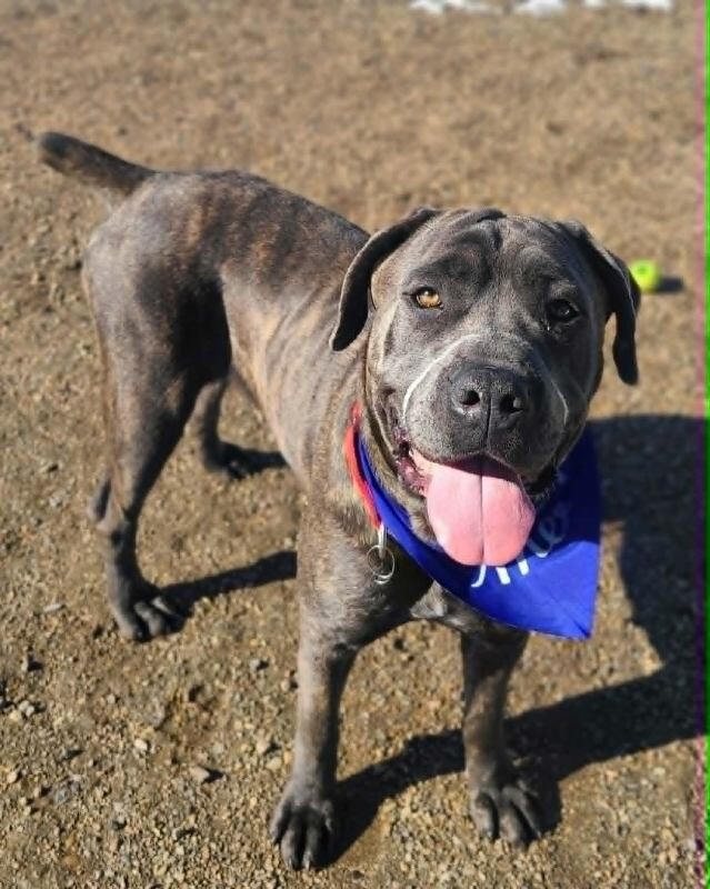 Picture of the Animal Listed