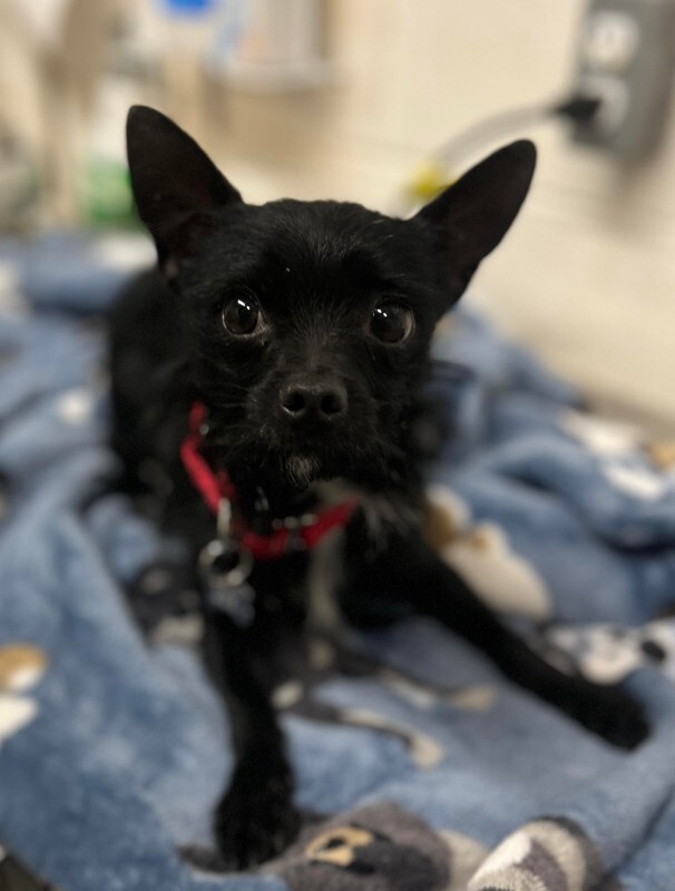 Picture of the Animal Listed