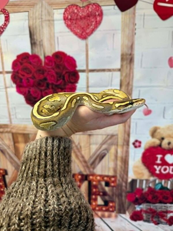 Picture of the Animal Listed