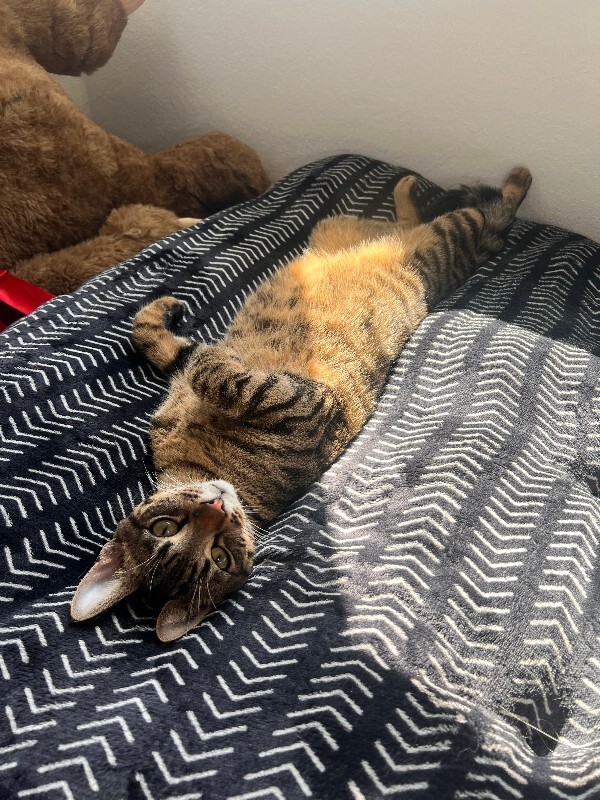 Picture of the Animal Listed