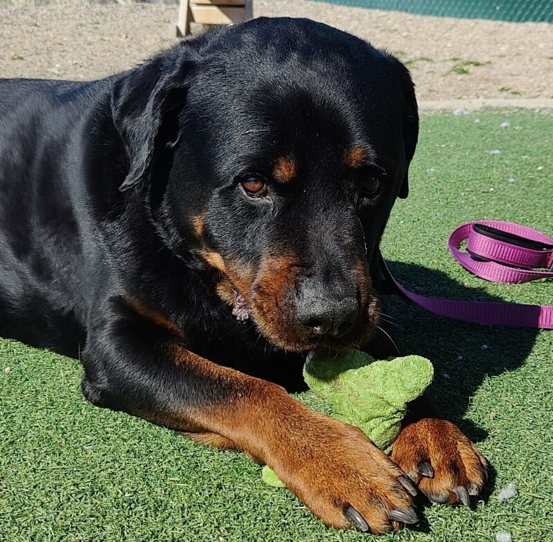 Picture of the Animal Listed